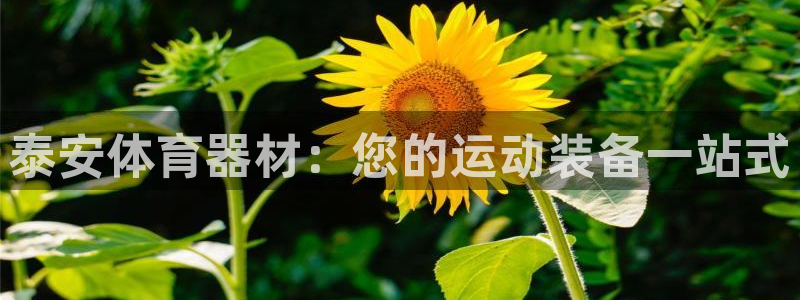 富联申购中签号：泰安体育器材：您的运动装备一站式